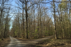 Die Wegkreuzung im Dehrner-Wald