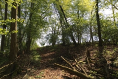 Die Kolbe Holz Schlucht