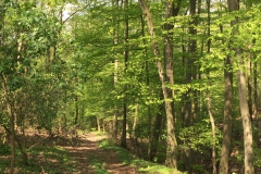 Die Kolbe Holz Schlucht
