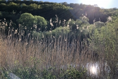 Lahn in der Nähe des früheren Badeplatzes Kies