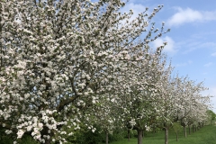 Steuobstwiese hinter den Häusern des Lerchenweges im Wohngebiet Kerkerbach